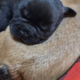 "Princess Leia" French Bulldog Puppies from Fancy Frenchies