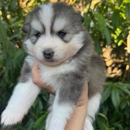 Nova - Gray and white female Pomsky puppy in La Verne, California from Red Cedar Pomskies