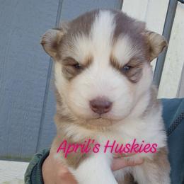 Girl 1 - Red and white female Siberian Husky puppy in Terre Haute, Indiana from April's Huskies