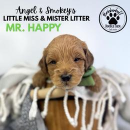Boy 1 - Red  male Goldendoodle puppy in Anderson, South Carolina from Brinkerhoff Doodle Farm