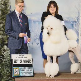 Adela - Poodle