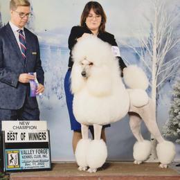 Adela - Poodle