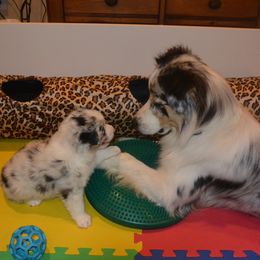 Australian Shepherd Puppies from Highline