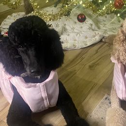 Poodles from Lyfetime Homes