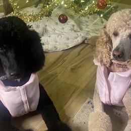 Poodles from Lyfetime Homes