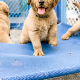Golden Retriever Puppies from Salty Goldens