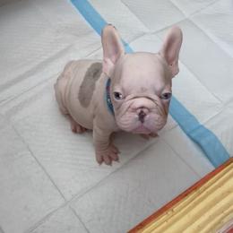 Boy 2 - male French Bulldog puppy in South Gate, California from Creations G Bulldogs