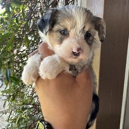 Sprinkles - Blue merle female Aussiedoodle puppy in Los Angeles, California from LA’s Favorite Puppies