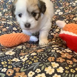 Coton de Tulear Puppies from Catawba Cotons
