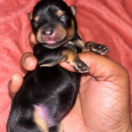 Alfalfa - Black and tan male Yorkshire Terrier puppy in Gastonia, North Carolina from Banks Dynasty Kennel