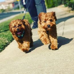 Cavapoo All Grown Up from Gold Country Doodles