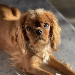 Bella - Cavalier King Charles Spaniel