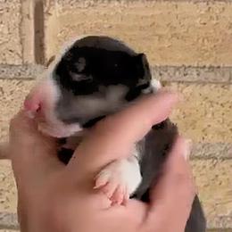 Tania - White black and tan female Bull Terrier puppy in Montclair, California from LSDBULLS