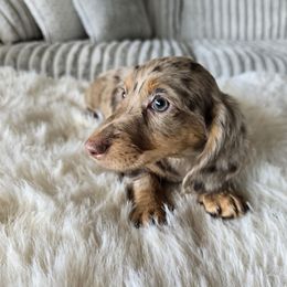 Truffle - Dapple female Dachshund puppy in Price, Utah from Stone Kennels