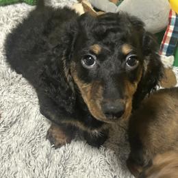 Dachshund Puppies from Dashing Doxie’s
