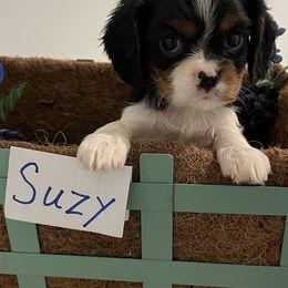 Suzy - Tri-color female Cavalier King Charles Spaniel puppy in Warren, Maine from Cloud Nine Cavaliers