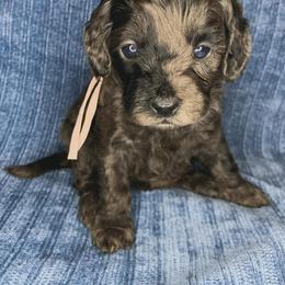 Jovie - Merle female Cockapoo puppy in Bedford, Iowa from Our Father’s Doodles