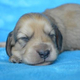 Dachshund Puppies from Dreamheart Dachshunds