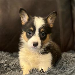 MN - F1 - Black and tan female Pembroke Welsh Corgi puppy in Stockton, Iowa from Infinity Corgis