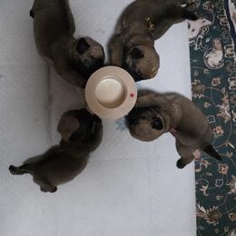 Missy - Fawn female Pug puppy in Vale, North Carolina from Von Katzenstein Kennel