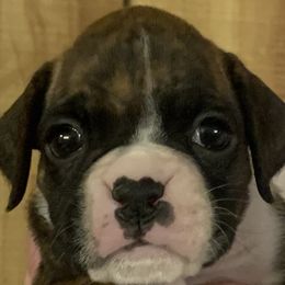Girl 2 - Boxer puppy in Elyria, Ohio from Just-A-Wyn Boxers