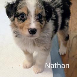 Aussiedoodle, Australian Shepherd, and Golden Retriever Puppies from Hope & Joy Acres