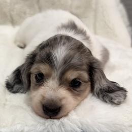 Beatrice - Black and cream female Dachshund puppy in Charleston, Illinois from Gooddach’s Dachshunds