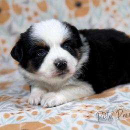Love Bug - Black tri female Toy Australian Shepherd puppy in Liberty Hill, Texas from Pistol Paws Aussies