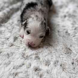 Miniature Australian Shepherd Puppies from Elsa’s lil Wiggle Butts