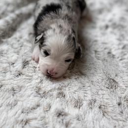 Miniature Australian Shepherd Puppies from Elsa’s lil Wiggle Butts