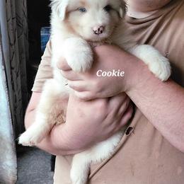 COOKIE - Blue merle female Australian Shepherd puppy in Elk Creek, Missouri from Hearts on Fire Australian Shepherds