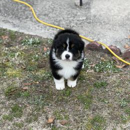 Amethyst - Black tri-color female Australian Shepherd puppy in Augusta, Georgia from Incendia Aussies & Dobies