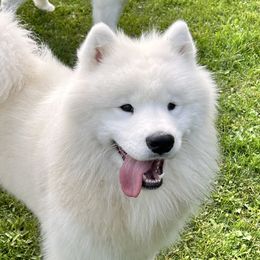 Woody - Samoyed
