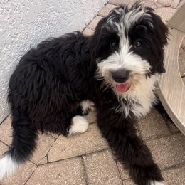 Girl 1 - female Bernedoodle puppy in Orlando, Florida from Orlando Bernedoodles