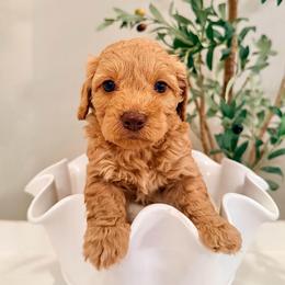 George - Red male Labradoodle puppy in Bruceton Mills, West Virginia from Adonai Ra'ah Farms