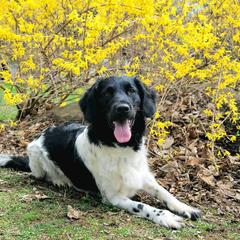 Stabyhoun All Grown Up from Faehouns