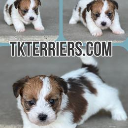 Russell Terrier puppies from T/K Jack Russell Terriers & Dryline Dachshunds