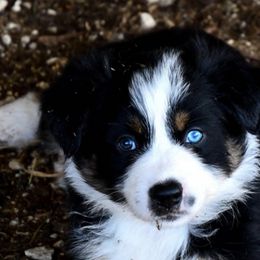 Australian Shepherds, Miniature American Shepherds, and Miniature Australian Shepherds from Kynlees Australian Shepherds