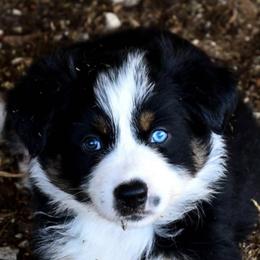 Australian Shepherds, Miniature American Shepherds, and Miniature Australian Shepherds from Kynlees Australian Shepherds