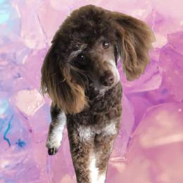 Kit-Kat - Poodle