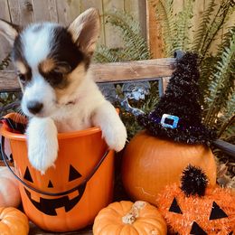 American Corgi and Pembroke Welsh Corgi Puppies from Cascadian Space Coast Corgis LLC