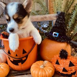 American Corgi and Pembroke Welsh Corgi Puppies from Cascadian Space Coast Corgis LLC