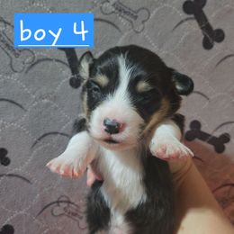 Boy 4 - Black and tan male Pembroke Welsh Corgi puppy in Necedah, Wisconsin from The 6Ks Paws and Hobbies
