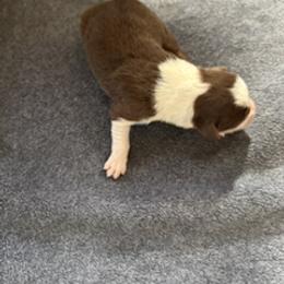 Girl 2 - female Australian Shepherd puppy in Baker, Florida from Dubose Kennels