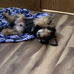 Bernedoodle Puppies from Mini Bernedoodle Babies- Indiana