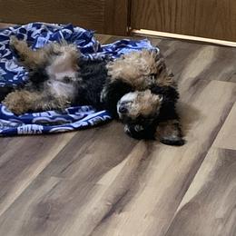 Bernedoodle Puppies from Mini Bernedoodle Babies- Indiana