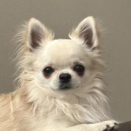 Chihuahuas from April’s Menagerie