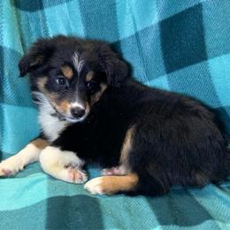 Girl 2 - Black tri female Miniature Australian Shepherd puppy in Hokes Bluff, Alabama from Alegria Toy Aussies