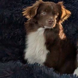Jax - Red tri Toy Australian Shepherd puppy in Bly, Oregon from Rockin AC Toy Aussies