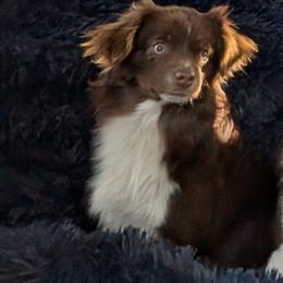 Jax - Red tri Toy Australian Shepherd puppy in Bly, Oregon from Rockin AC Toy Aussies